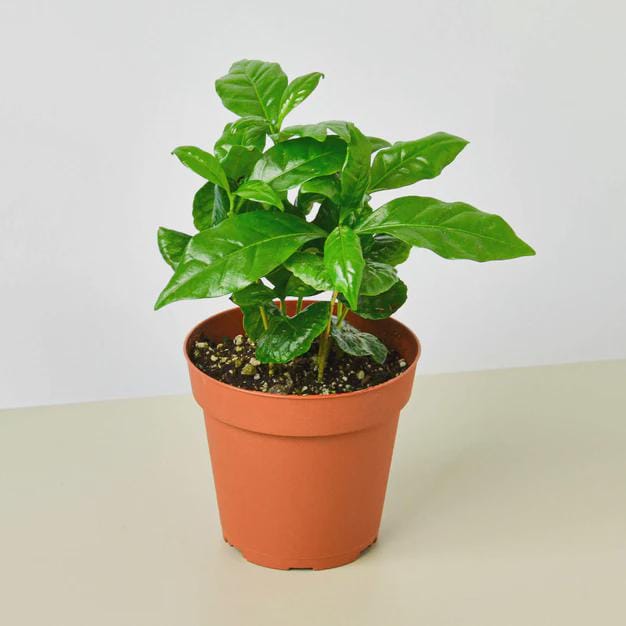 Arabica Coffee Indoor Plants 3" Pot / Nursery Pot Austin Jungle Co.