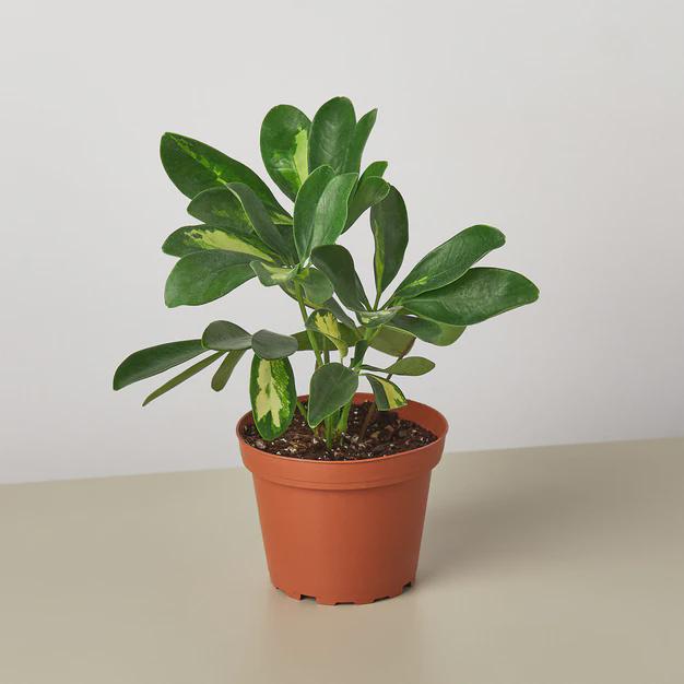 Schefflera Variegated Indoor Plants 4" Pot Austin Jungle Co.