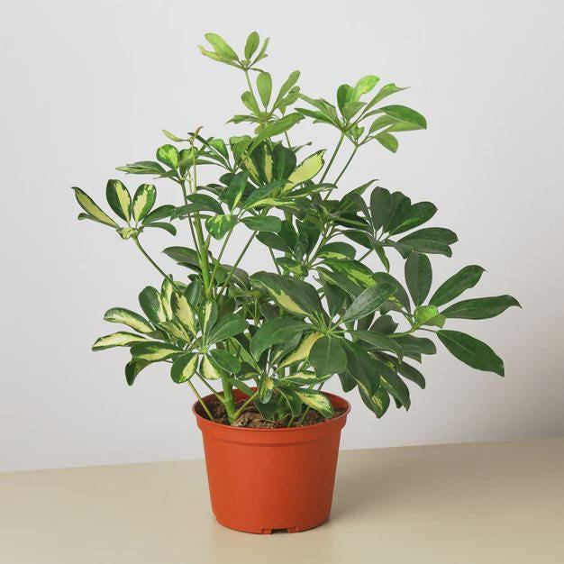 Schefflera Variegated Indoor Plants 4" Pot Austin Jungle Co.