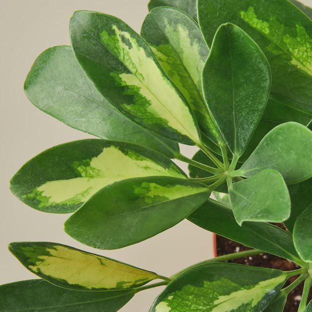 Schefflera Variegated Indoor Plants 4" Pot Austin Jungle Co.