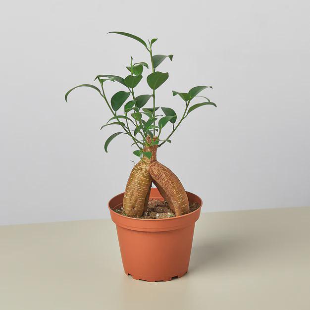 Ficus 'Ginseng' Indoor Plants 4" Pot Austin Jungle Co.