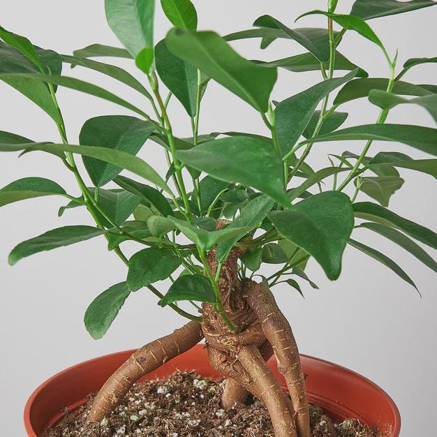 Ficus 'Ginseng' Indoor Plants 4" Pot Austin Jungle Co.