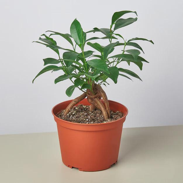Ficus 'Ginseng' Indoor Plants 4" Pot Austin Jungle Co.
