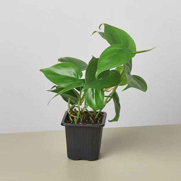 Philodendron Cordatum Heartleaf Indoor Plants 3" Pot / Nursery Pot Austin Jungle Co.