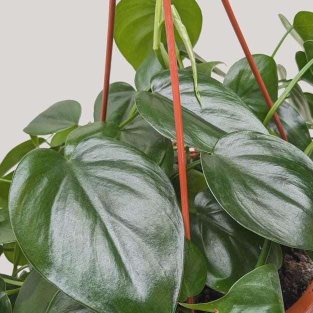 Philodendron Cordatum Heartleaf Indoor Plants 3" Pot / Nursery Pot Austin Jungle Co.