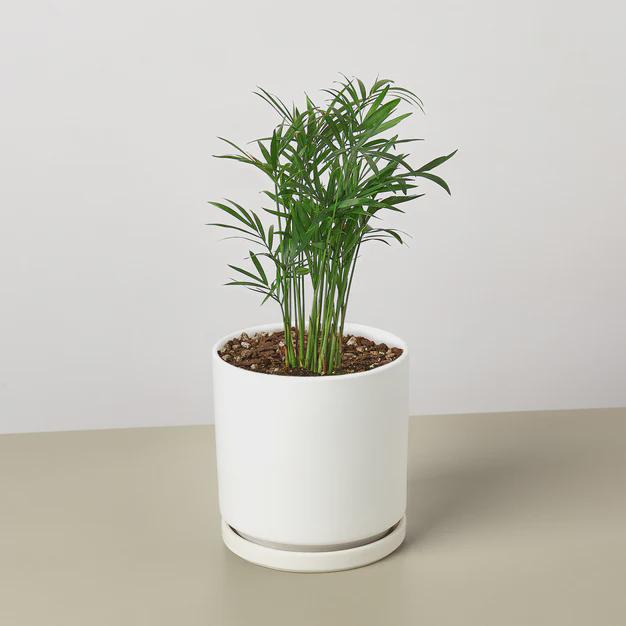 Parlor Palm Indoor Plants 3" Pot / Nursery Pot Austin Jungle Co.