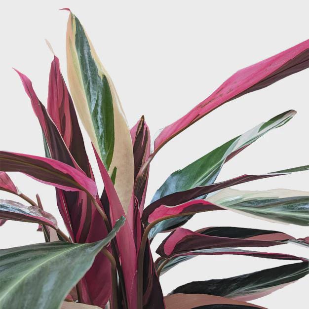 Stromanthe Triostar Indoor Plants 4" Pot Austin Jungle Co.