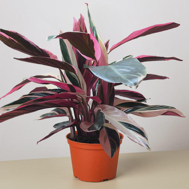 Stromanthe Triostar Indoor Plants 8" Pot Austin Jungle Co.
