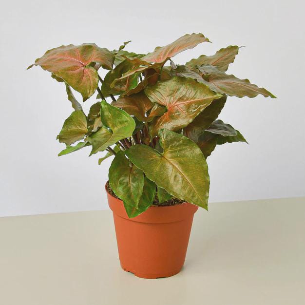 Syngonium Merry 4" Plant 3" Pot Austin Jungle Co.