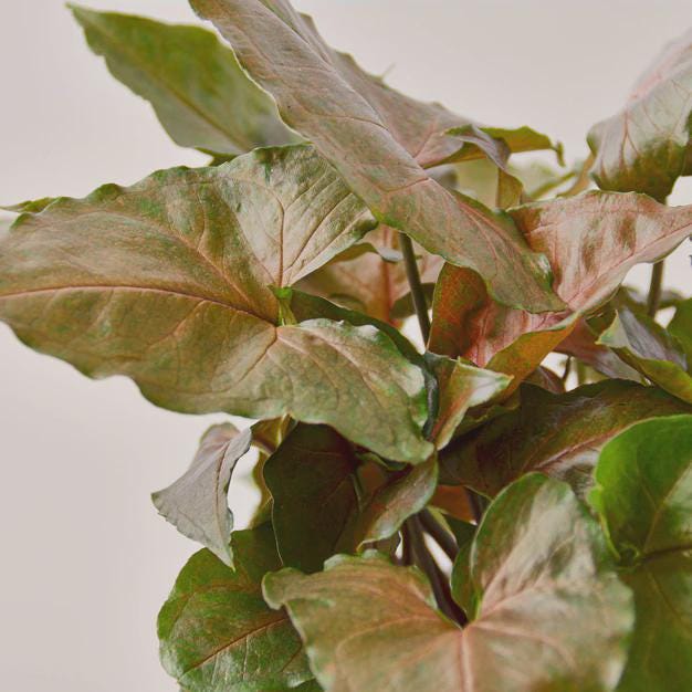 Syngonium Merry 4" Plant 3" Pot Austin Jungle Co.