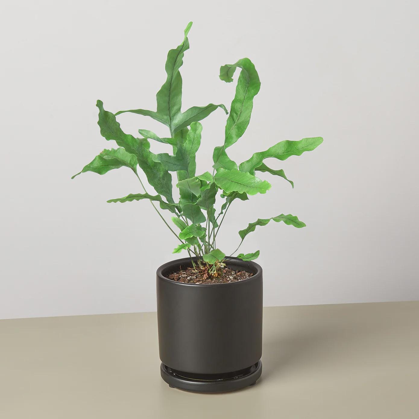 Fern 'Blue Star' Indoor Plants 4" Pot / Nursery Pot Austin Jungle Co.