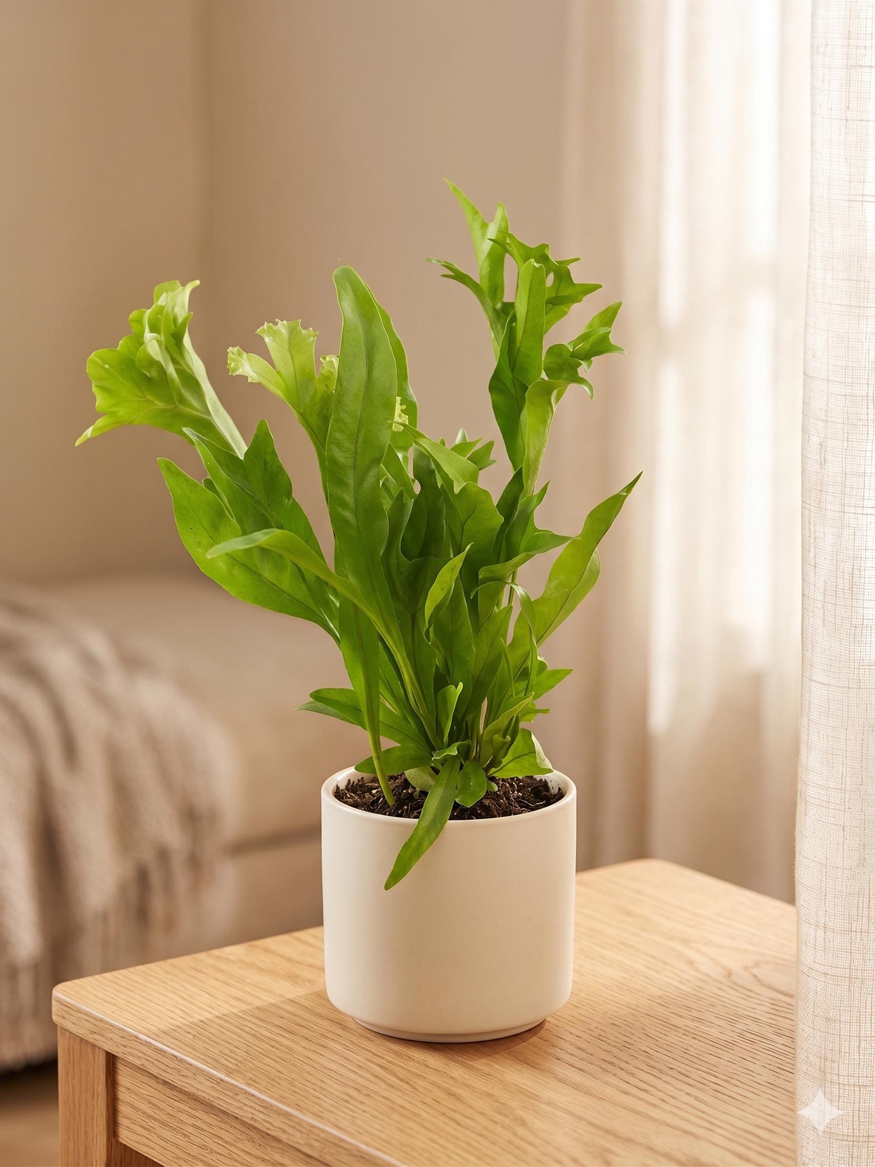Fern 'Green Flame' Indoor Plants 4" Pot Austin Jungle Co.