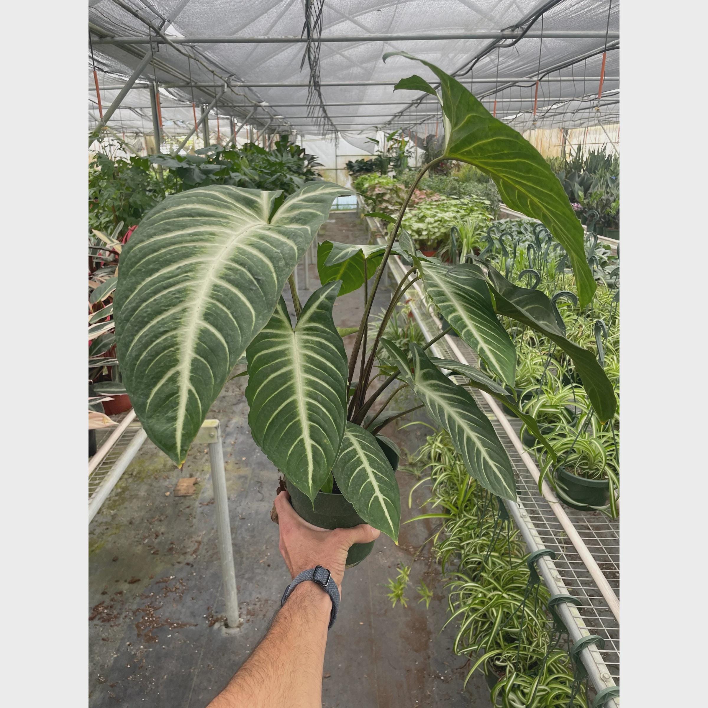 Xanthosoma 'Lendenii' Indoor Plants 4" Pot Austin Jungle Co.