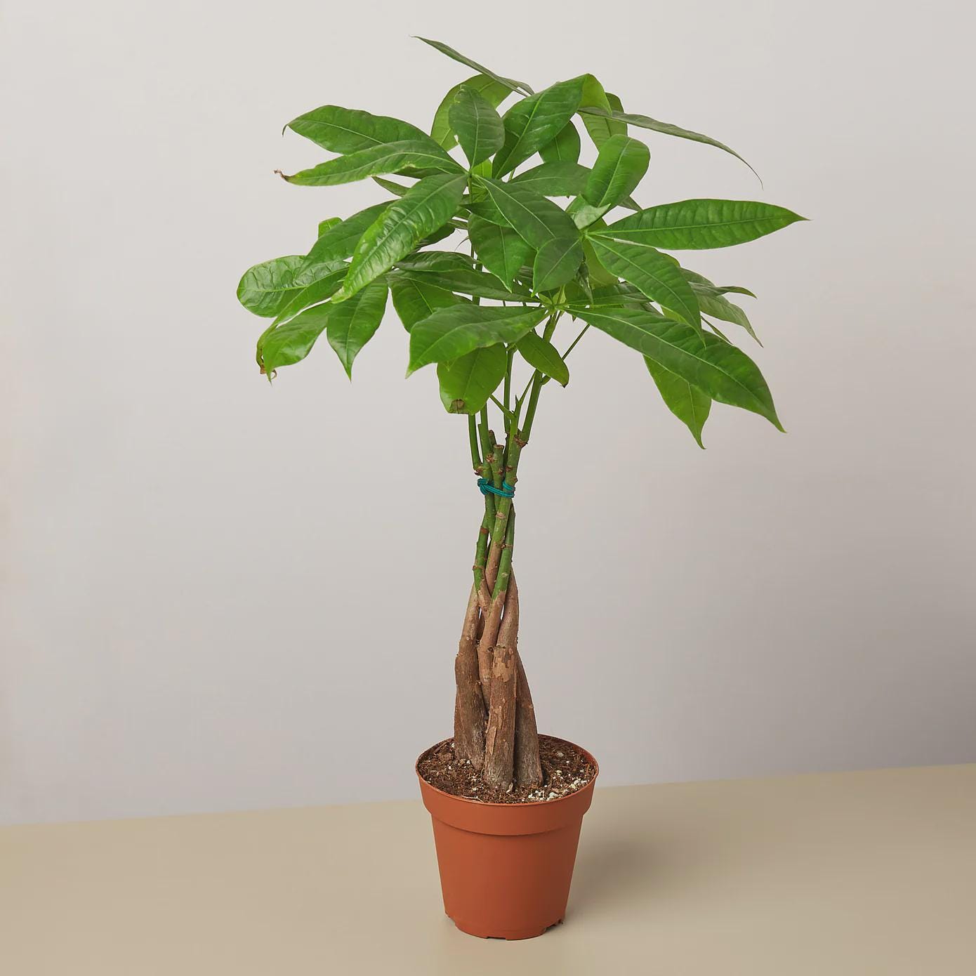 Money Tree 'Guiana Chestnut' Pachira Braid Indoor Plants 4" Pot / Nursery Pot Austin Jungle Co.