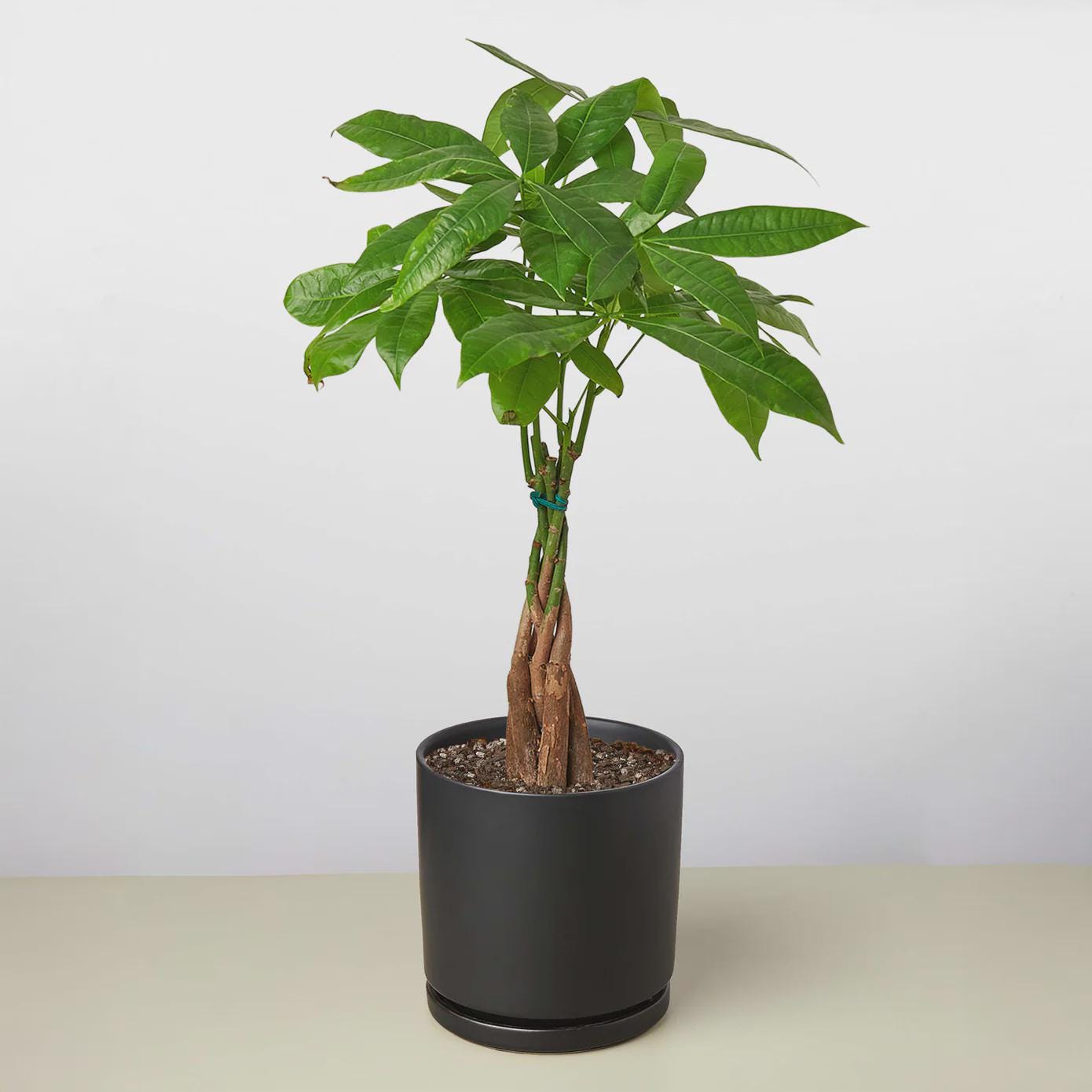 Money Tree 'Guiana Chestnut' Pachira Braid Indoor Plants 3" Pot / Nursery Pot Austin Jungle Co.