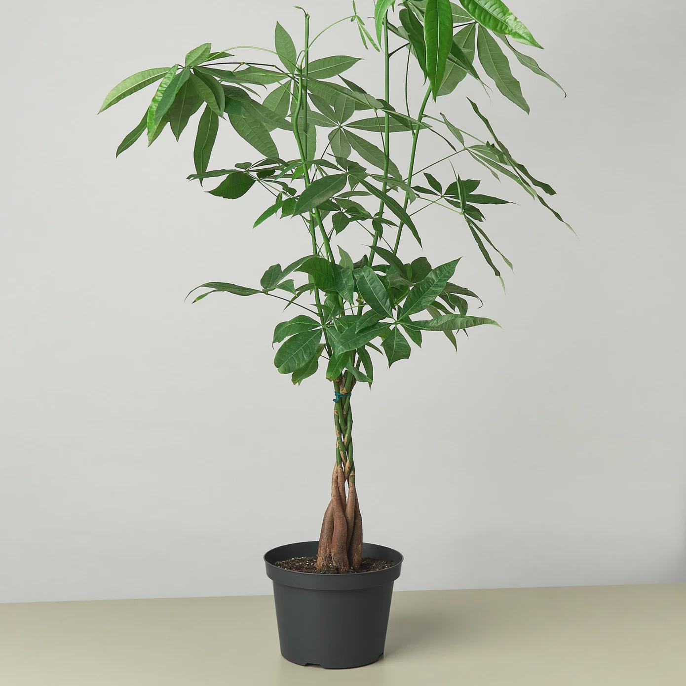 Money Tree 'Guiana Chestnut' Pachira Braid Indoor Plants 8" Pot / Nursery Pot Austin Jungle Co.