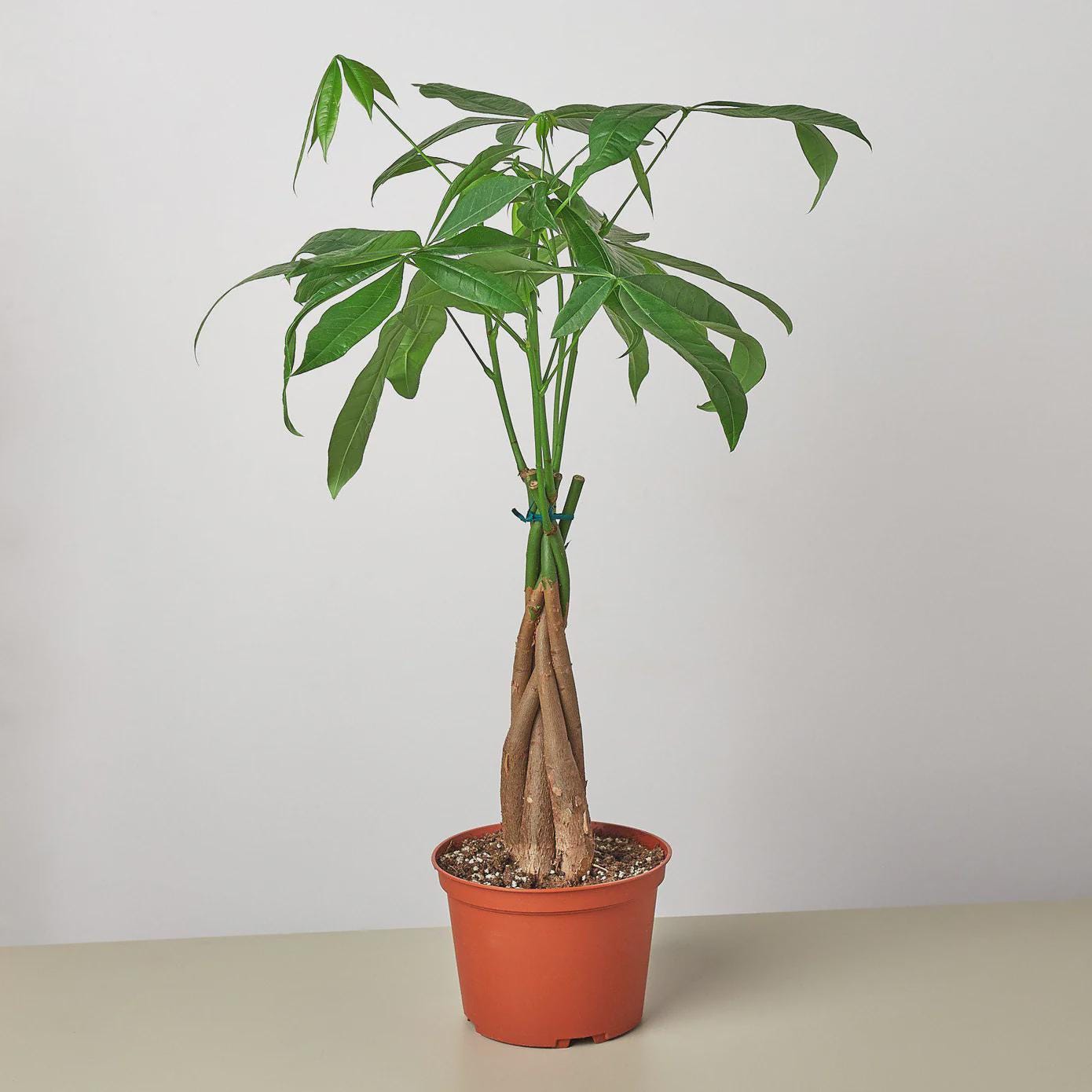 Money Tree 'Guiana Chestnut' Pachira Braid Indoor Plants 6" Pot / Nursery Pot Austin Jungle Co.