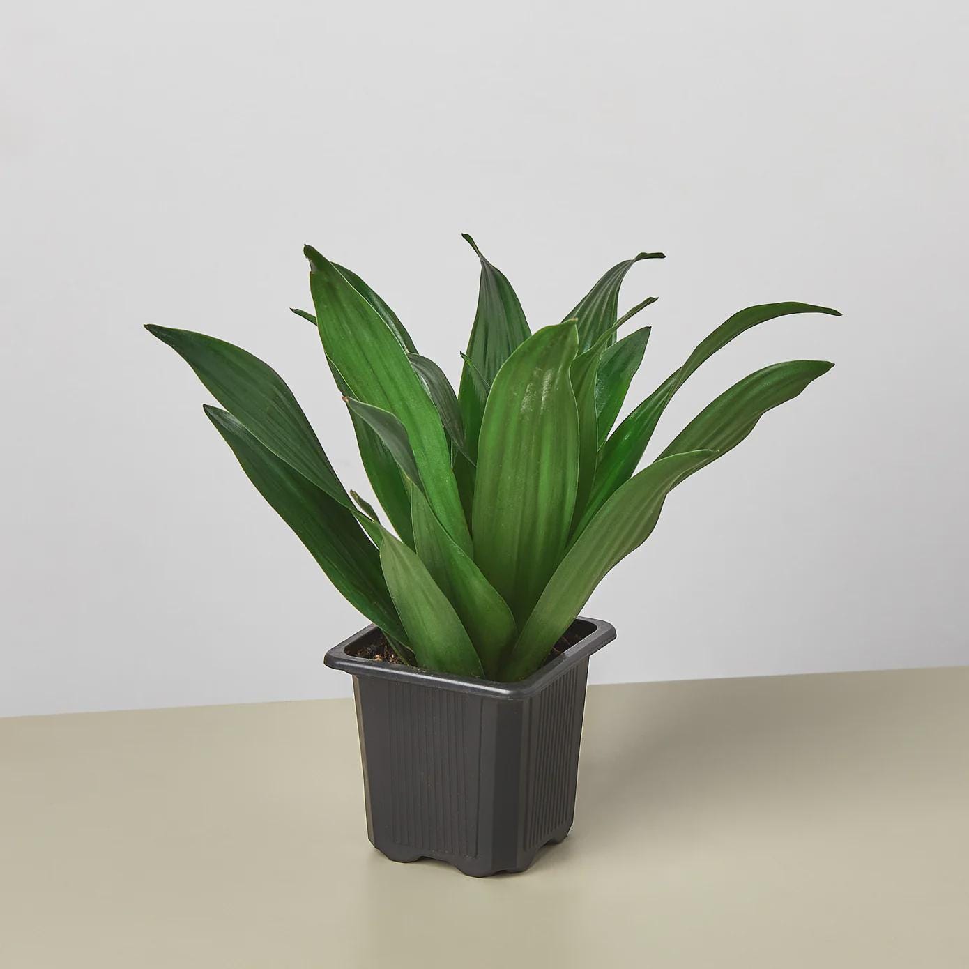 Dracaena 'Janet Craig' Indoor Plants 3" Pot Austin Jungle Co.