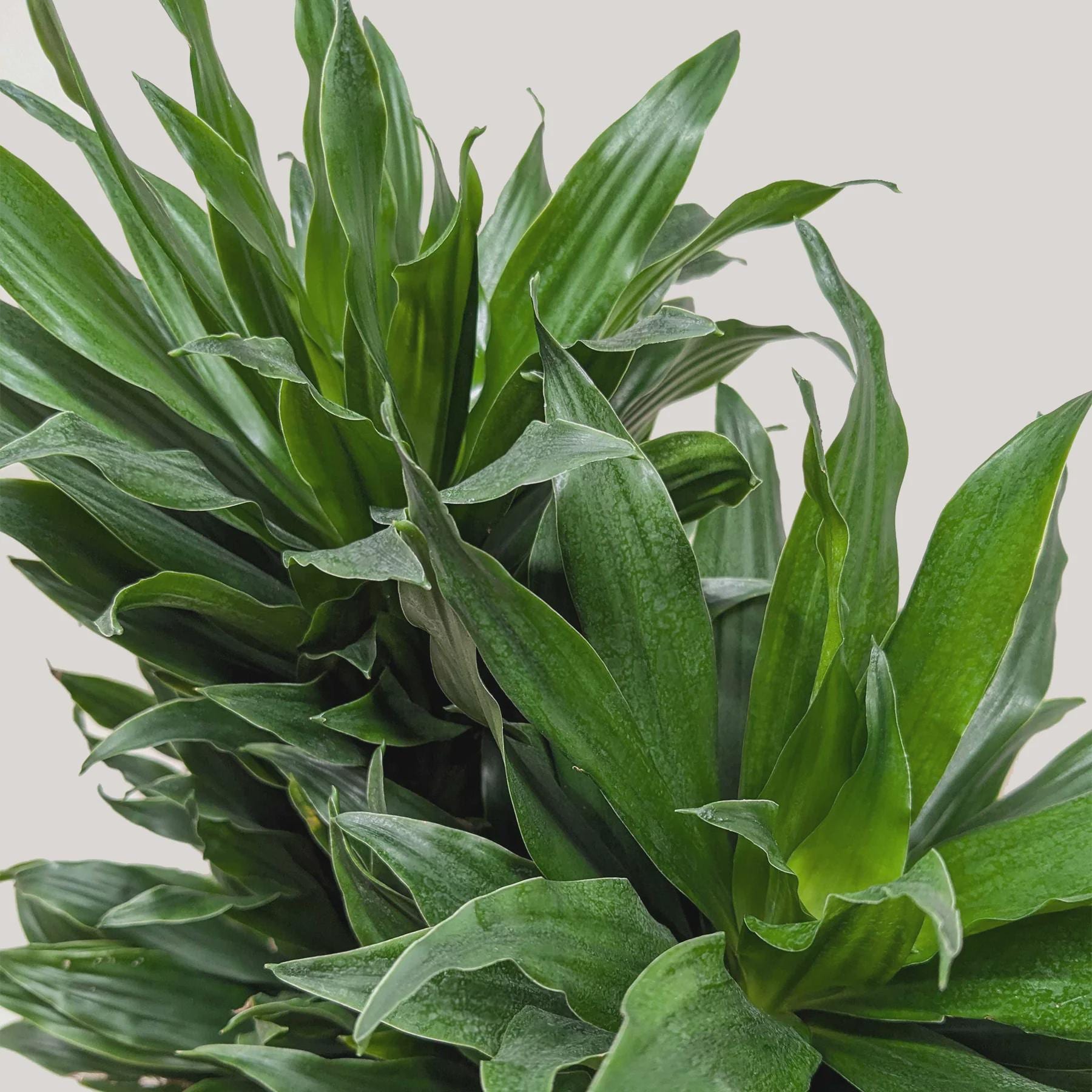 Dracaena 'Janet Craig' Indoor Plants 3" Pot Austin Jungle Co.