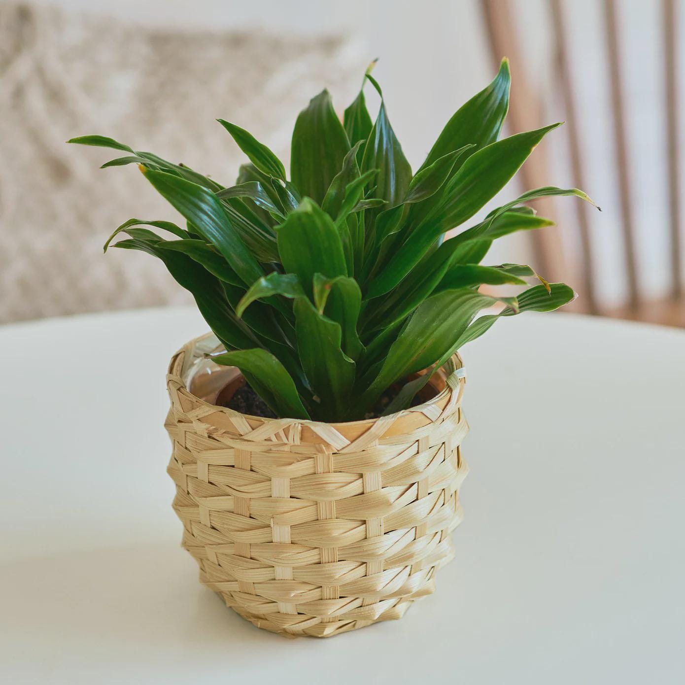 Dracaena 'Janet Craig' Indoor Plants 3" Pot Austin Jungle Co.