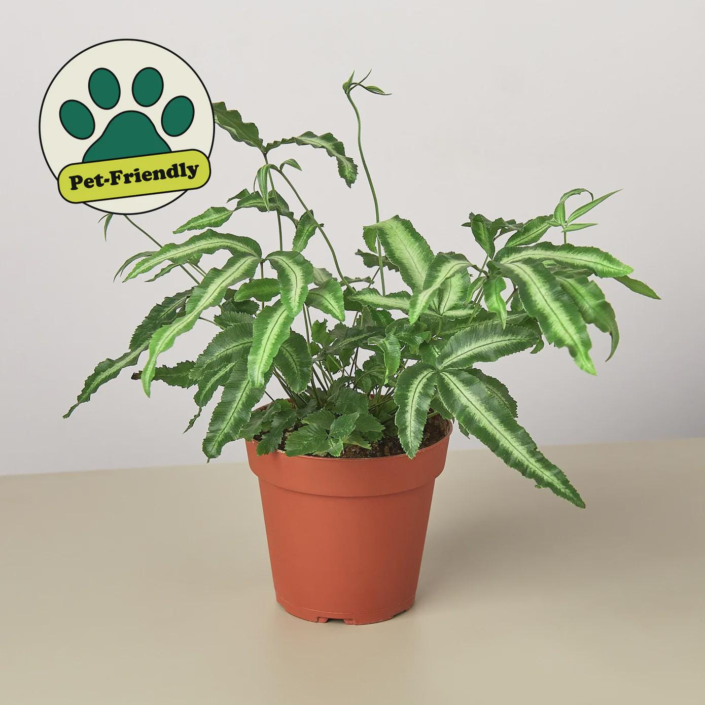 Pteris Cretica 'Albo Fern' Indoor Plants 4" Pot Austin Jungle Co.