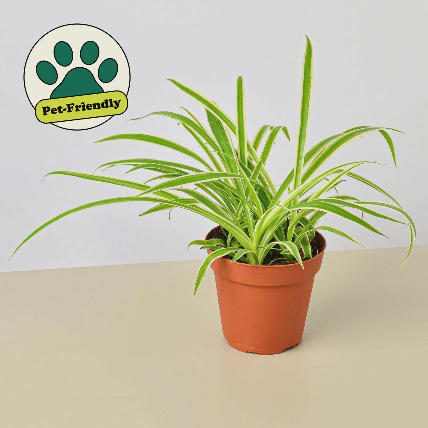 Spider Plant Reverse Default 4" Pot / Nursery Pot Austin Jungle Co.
