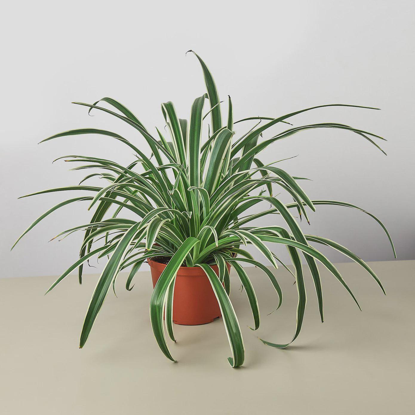 Spider Plant Reverse Default 6" Pot / Nursery Pot Austin Jungle Co.