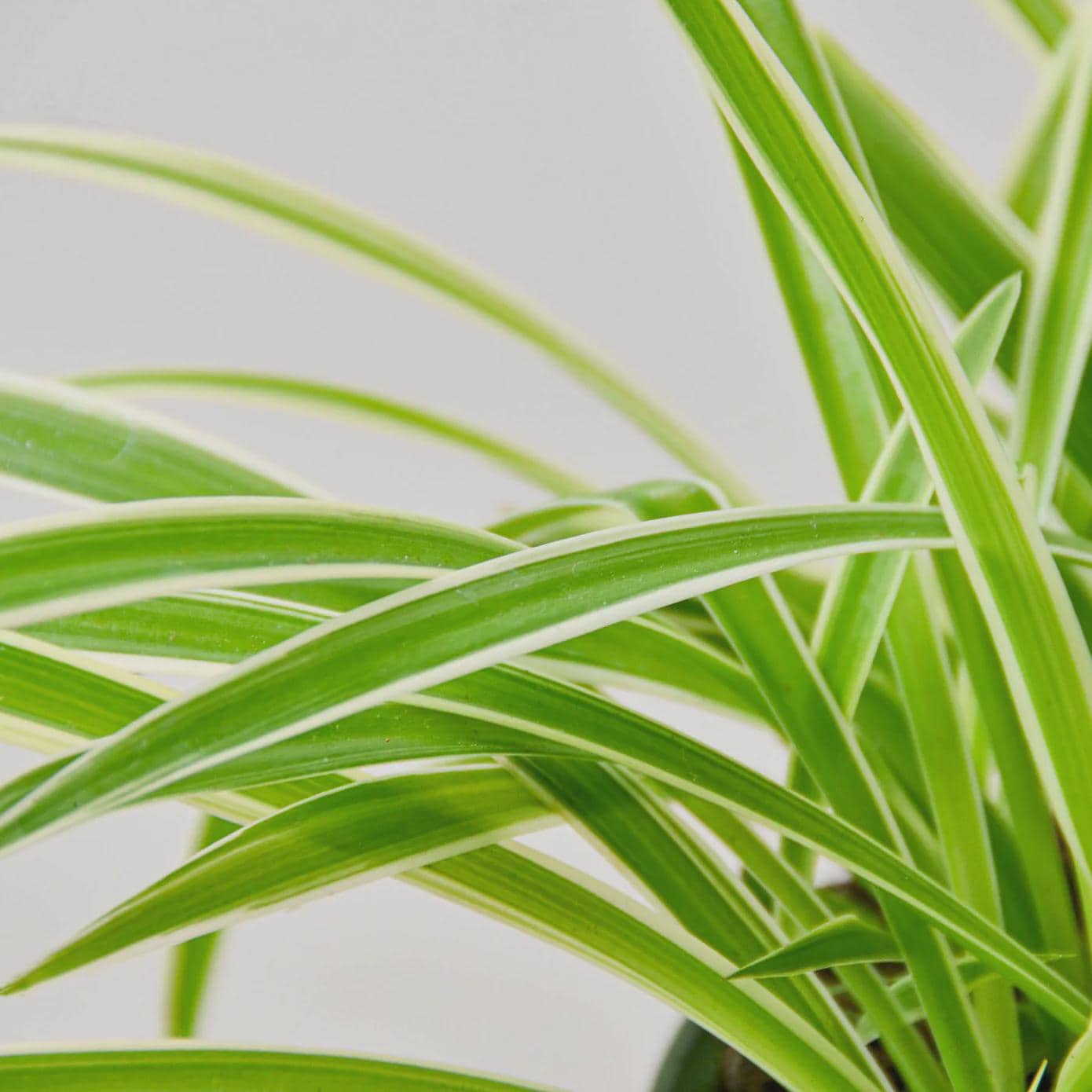Spider Plant Reverse Default 3" Pot / Nursery Pot Austin Jungle Co.