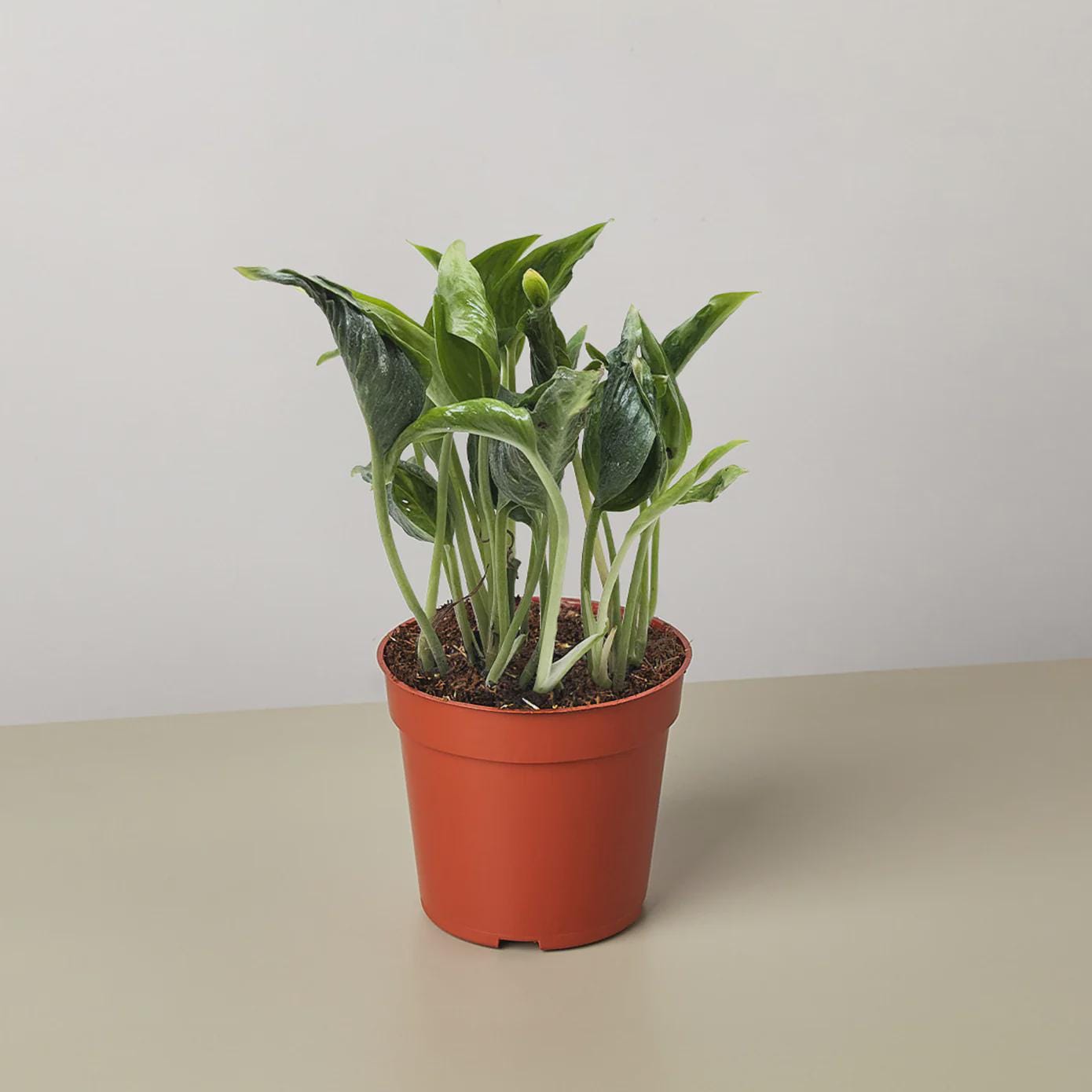 Pothos 'Shangri La' 3" Pot Austin Jungle Co.
