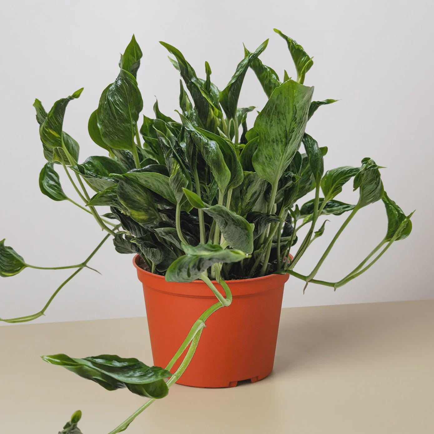 Pothos 'Shangri La' 3" Pot Austin Jungle Co.