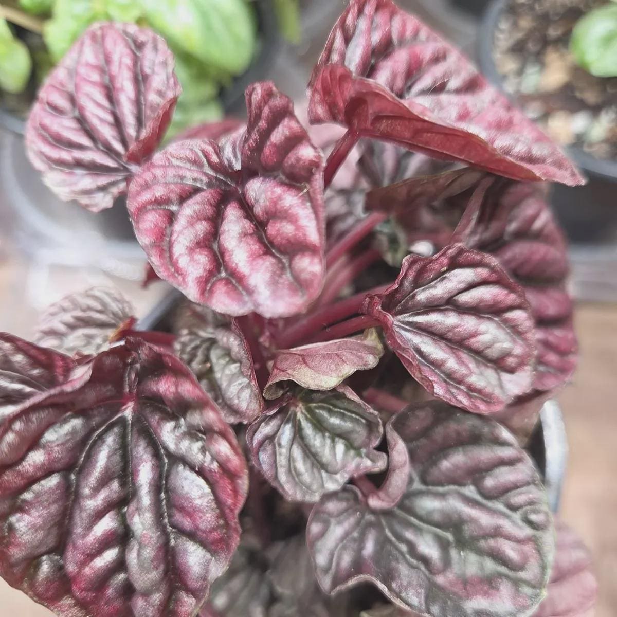 Peperomia 'Ripple Red' 4" Plant (1) ($4) 3" Pot Austin Jungle Co.