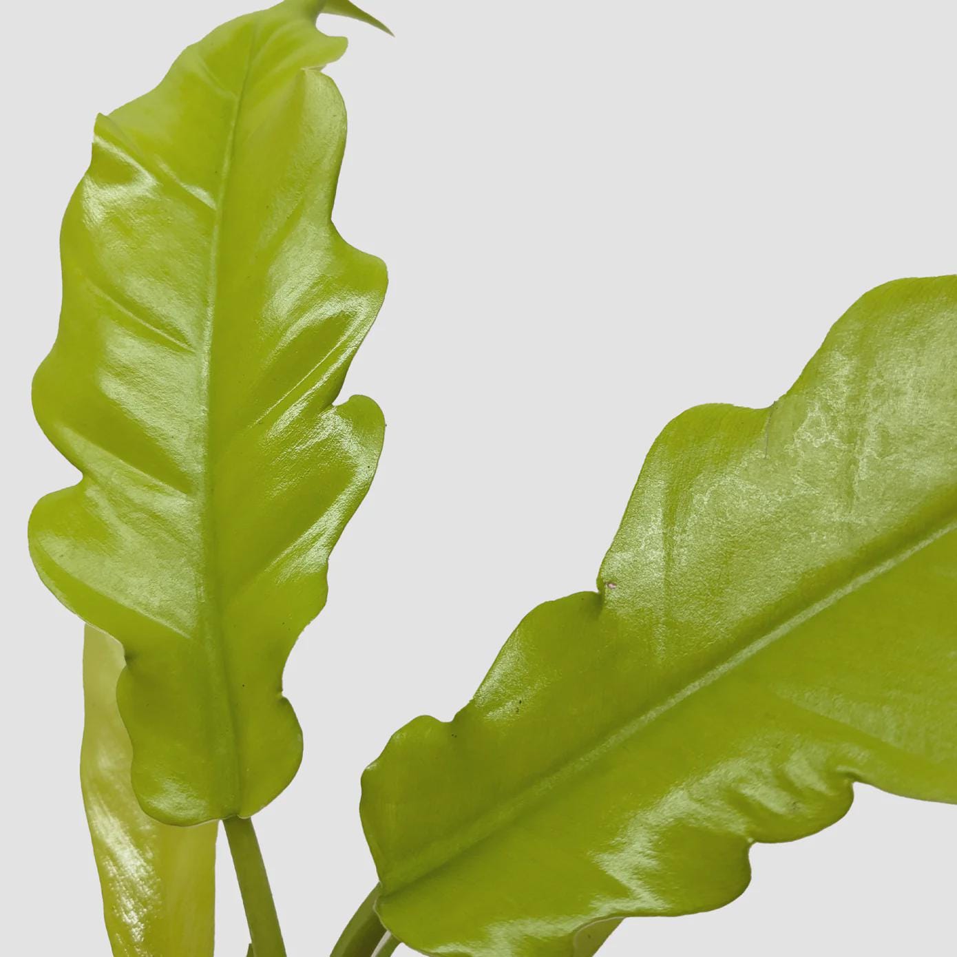 Philodendron 'Golden Crocodile' Indoor Plants 4" Pot Austin Jungle Co.