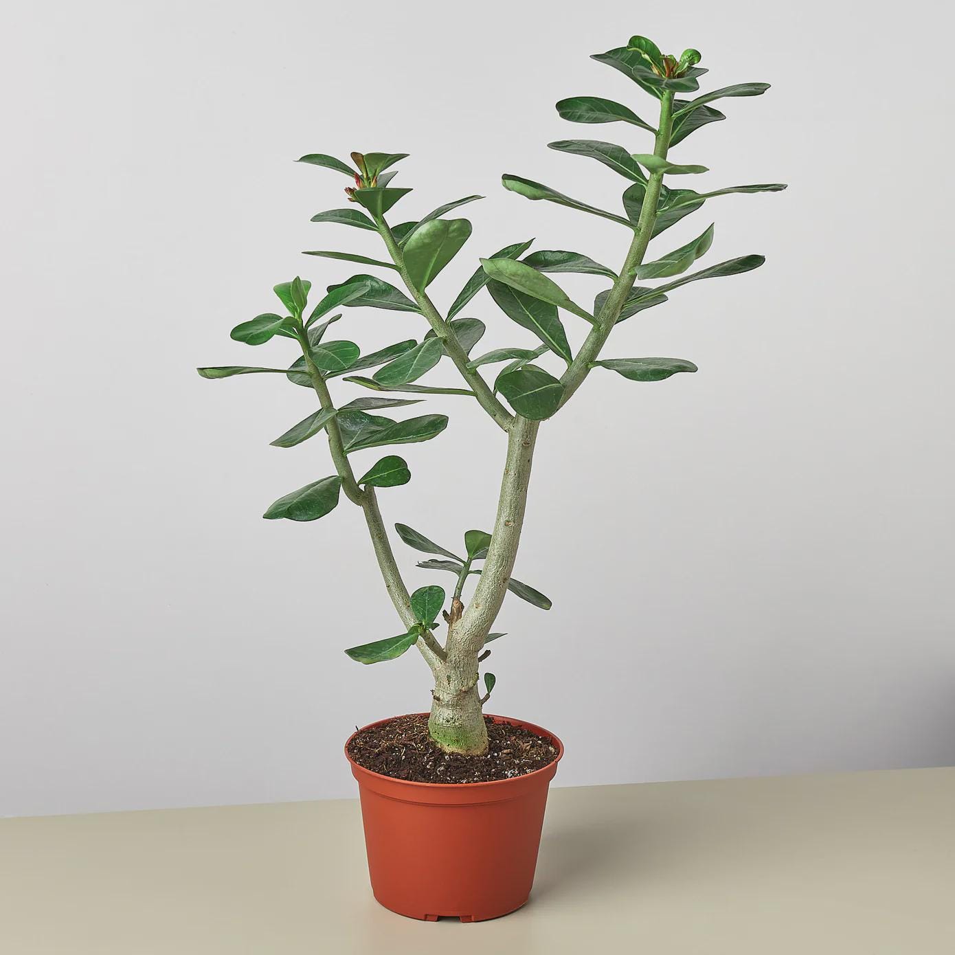 Succulent Adenium Obesum 'Desert Rose' Succulent 4" Pot Austin Jungle Co.