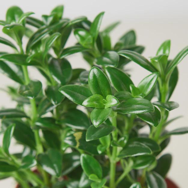 Nemetanthus Candy Corn Plant 'Brazilian Firecracker' Default 4" Pot Austin Jungle Co.