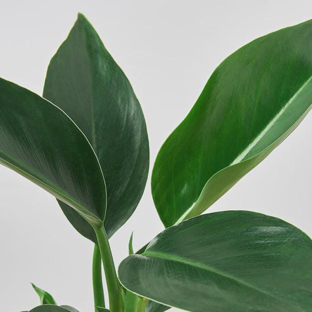Philodendron 'Congo Green' 6" Plant 4" Pot Austin Jungle Co.