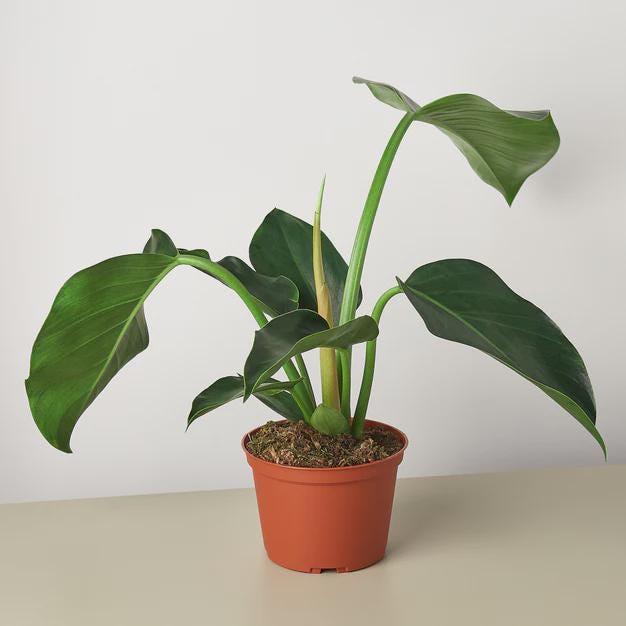 Philodendron 'Congo Green' 6" Plant 4" Pot Austin Jungle Co.