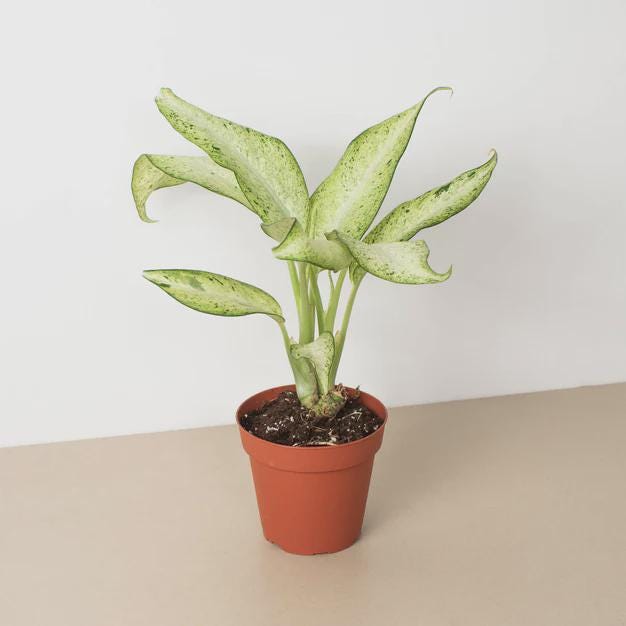 Dieffenbachia 'Camouflage' Indoor Plants 4" Pot Austin Jungle Co.