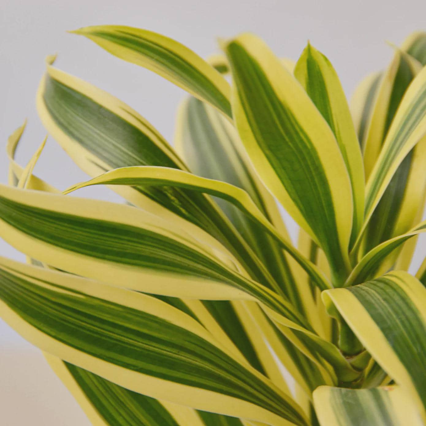 Dracaena 'Song of India' Indoor Plants 4" Pot / Nursery Pot Austin Jungle Co.