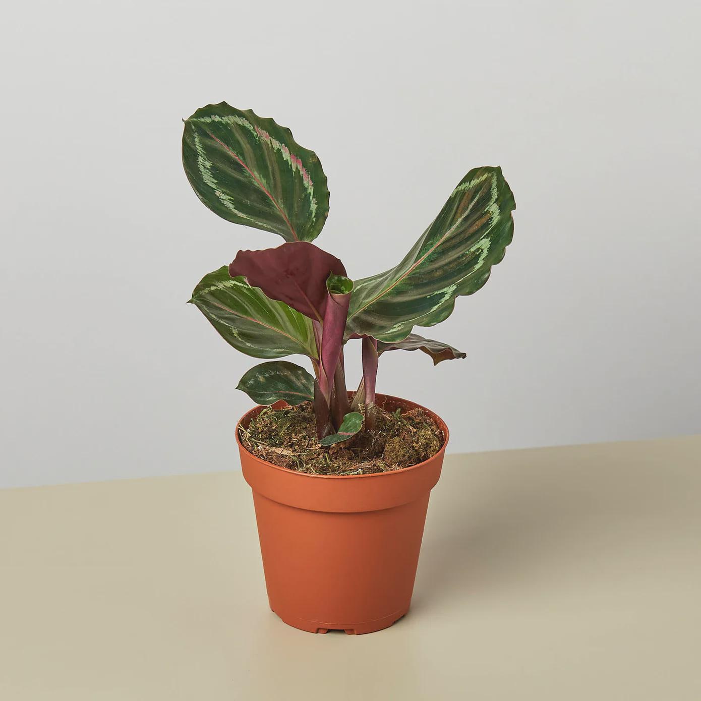 Calathea Roseopicta 'Medallion' Indoor Plants 4" Pot / Nursery Pot Austin Jungle Co.