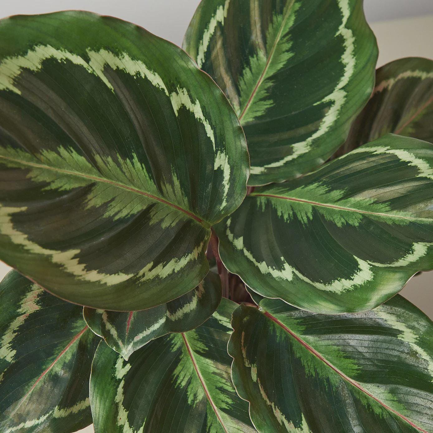 Calathea Roseopicta 'Medallion' Indoor Plants 4" Pot / Nursery Pot Austin Jungle Co.