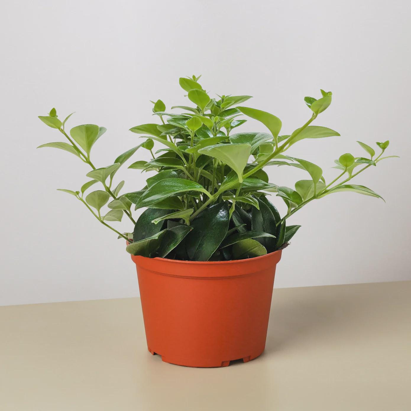Lipstick Plant 4" Plant 3" Pot Austin Jungle Co.