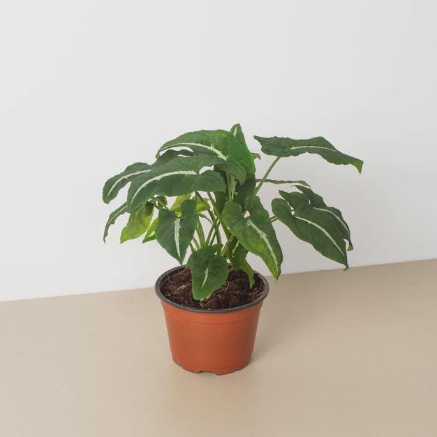 Syngonium wendlandii 'Black Velvet' 4" Pot Austin Jungle Co.