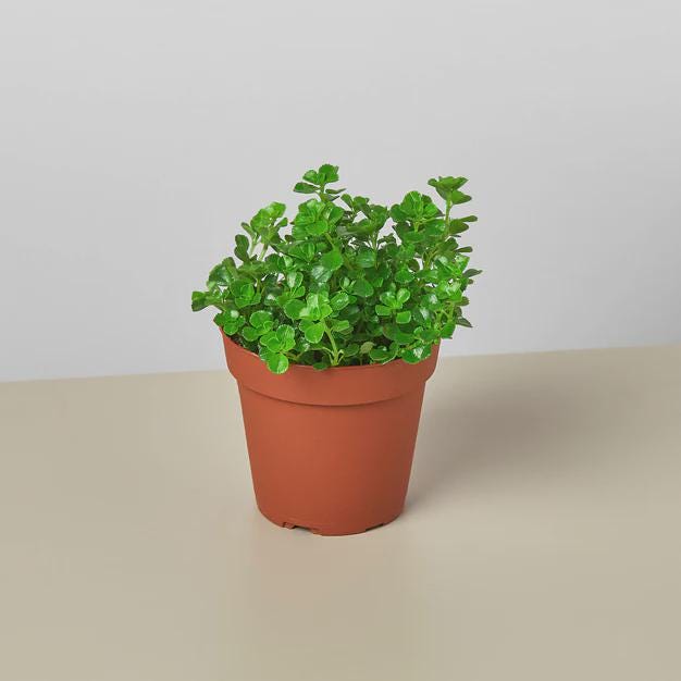 Nettle 'Baby's Tear' Indoor Plants 3" Pot Austin Jungle Co.