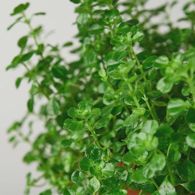 Nettle 'Baby's Tear' Indoor Plants 3" Pot Austin Jungle Co.