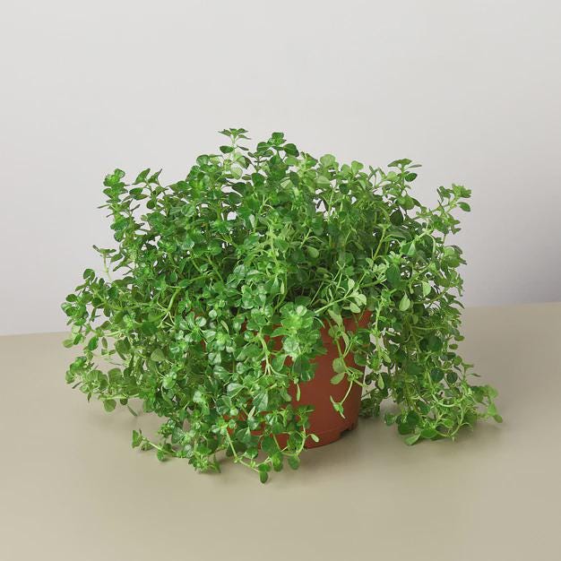Nettle 'Baby's Tear' Indoor Plants 3" Pot Austin Jungle Co.