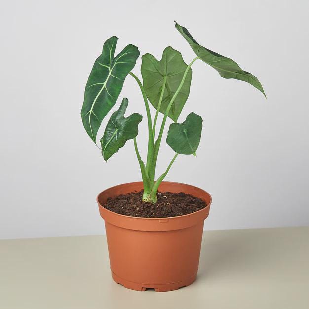 Alocasia Micholitziana 'Frydek' Indoor Plants 3" Pot Austin Jungle Co.