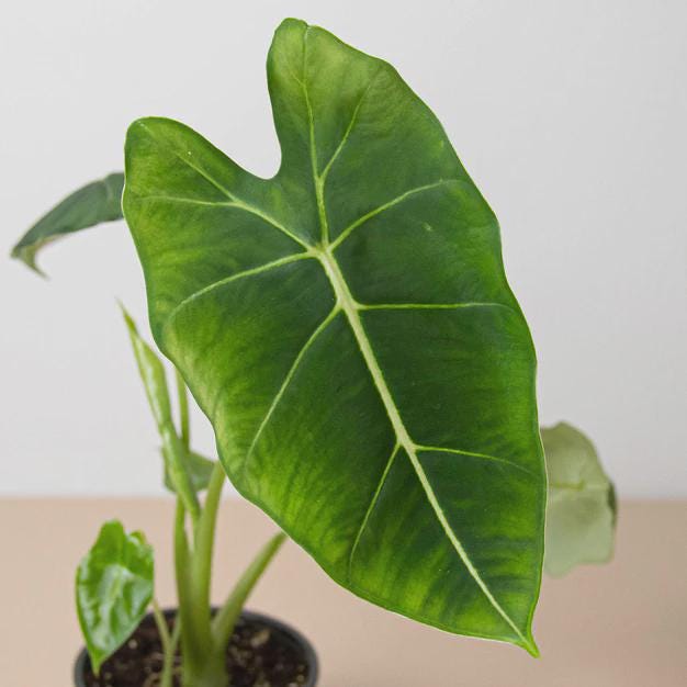 Alocasia Micholitziana 'Frydek' Indoor Plants 3" Pot Austin Jungle Co.