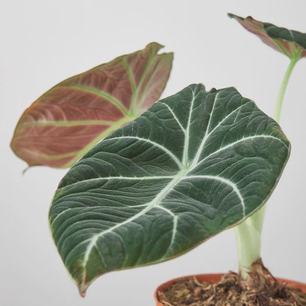 Alocasia Reginula 'Black Velvet' Indoor Plants 4" Pot Austin Jungle Co.