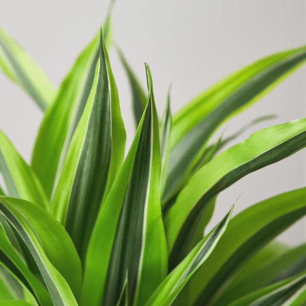 Dracaena 'Lemon Lime' Indoor Plants 4" Pot Austin Jungle Co.