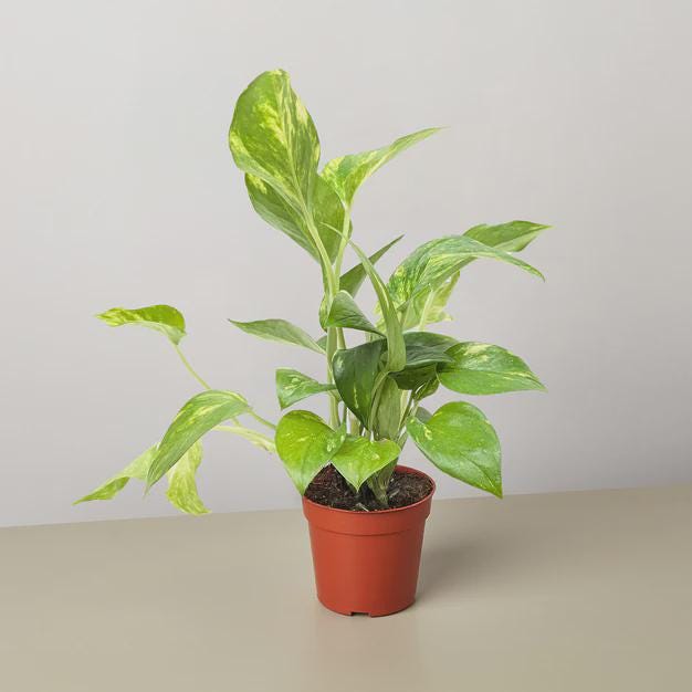 Pothos 'Golden' Indoor Plants 3" Pot / Nursery Pot Austin Jungle Co.